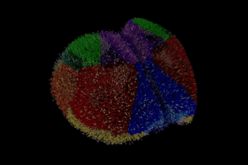 Color-coded connectome simulation rotating against a black background
