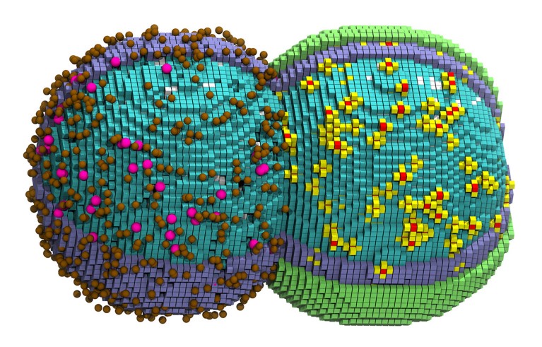 Two colorful computer models of cells shown side by side